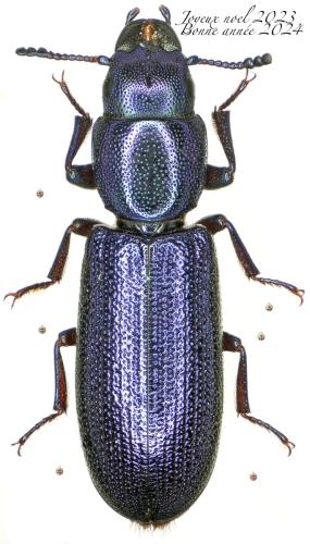Temnoscheila caerulea